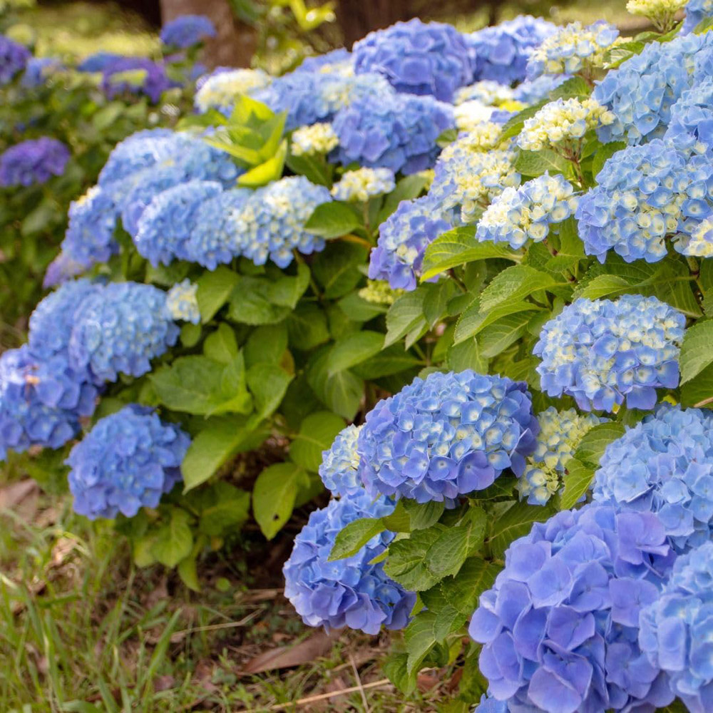 Thompson & Morgan Hydrangea Blue Danube Blaue Donau Plant Pot 10L 2 Pack Image 3