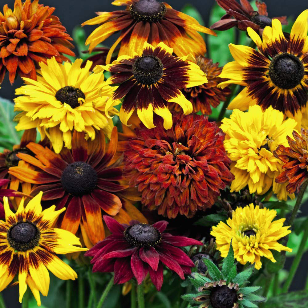 Thompson and Morgan Rudbeckia All Sorts Mixed Garden Ready Plant 15 Pack Image 1