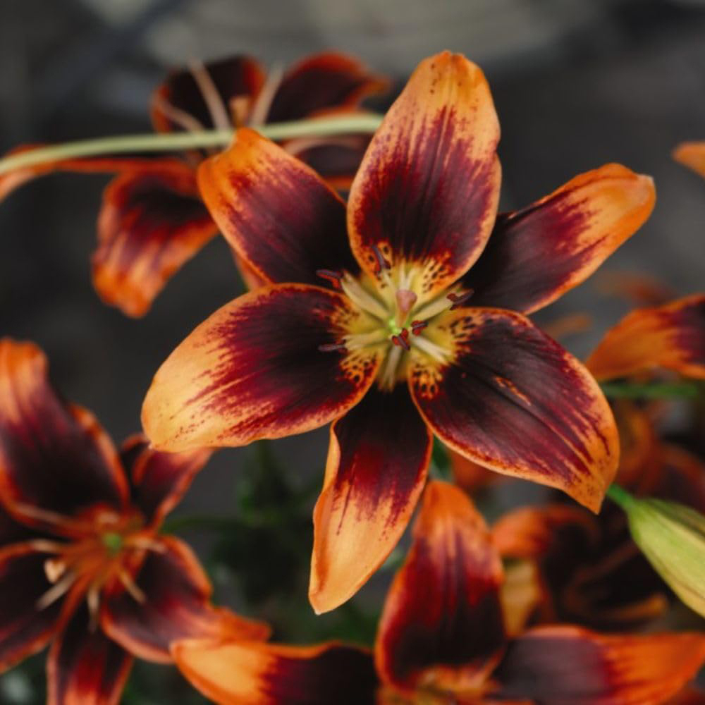 Thompson and Morgan Lily Forever Susan Planting Bulb 5 Pack Image 1