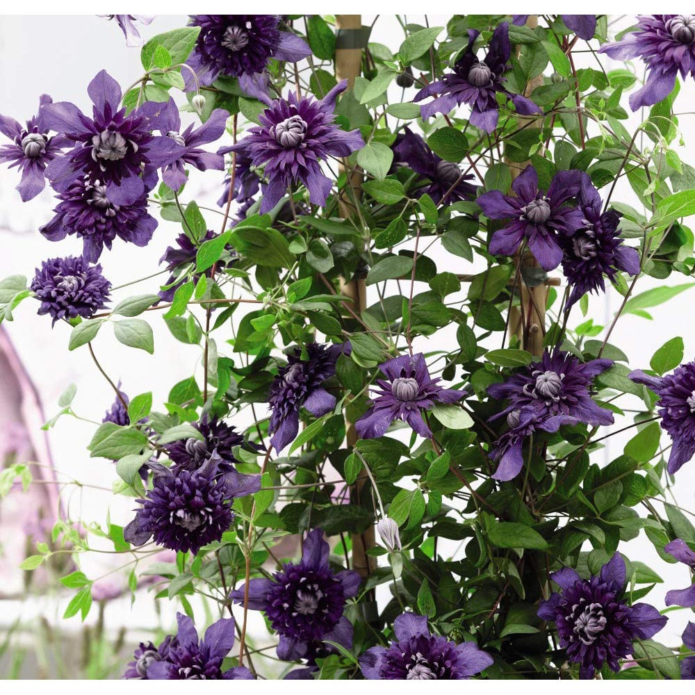 Thompson and Morgan Clematis Kokonoe Plant Pot 9cm 2 Pack Image 2