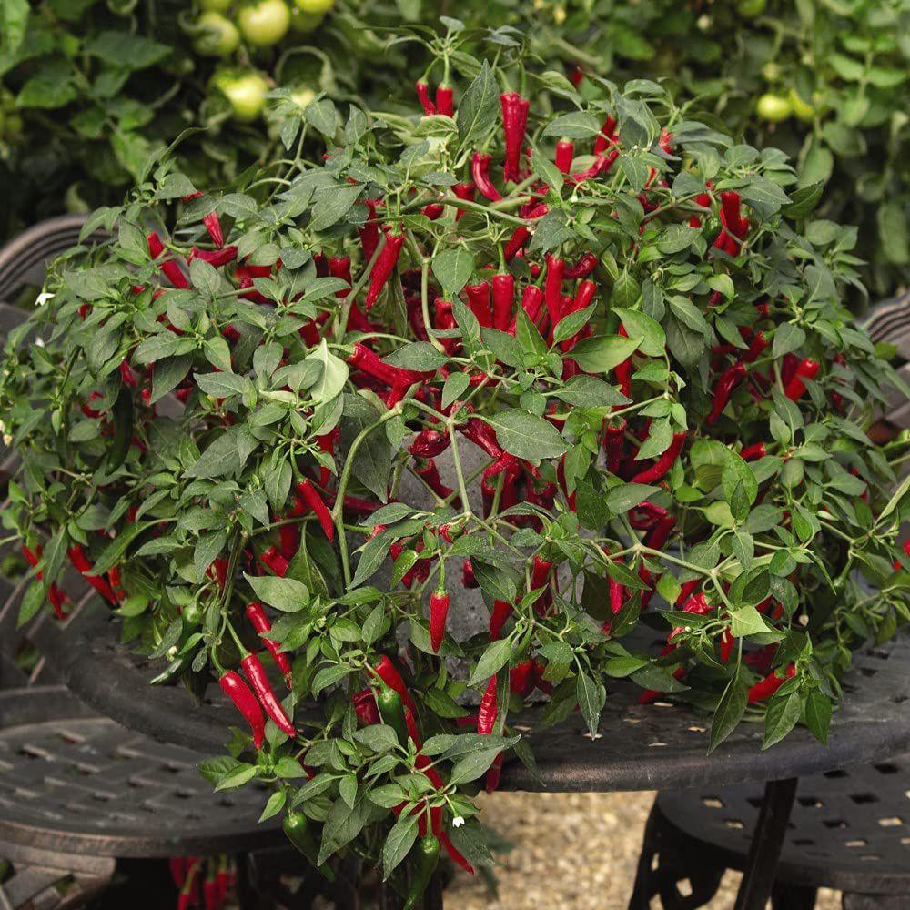 Thompson and Morgan Pepper Chilli Cayennetta Seeds Image 2