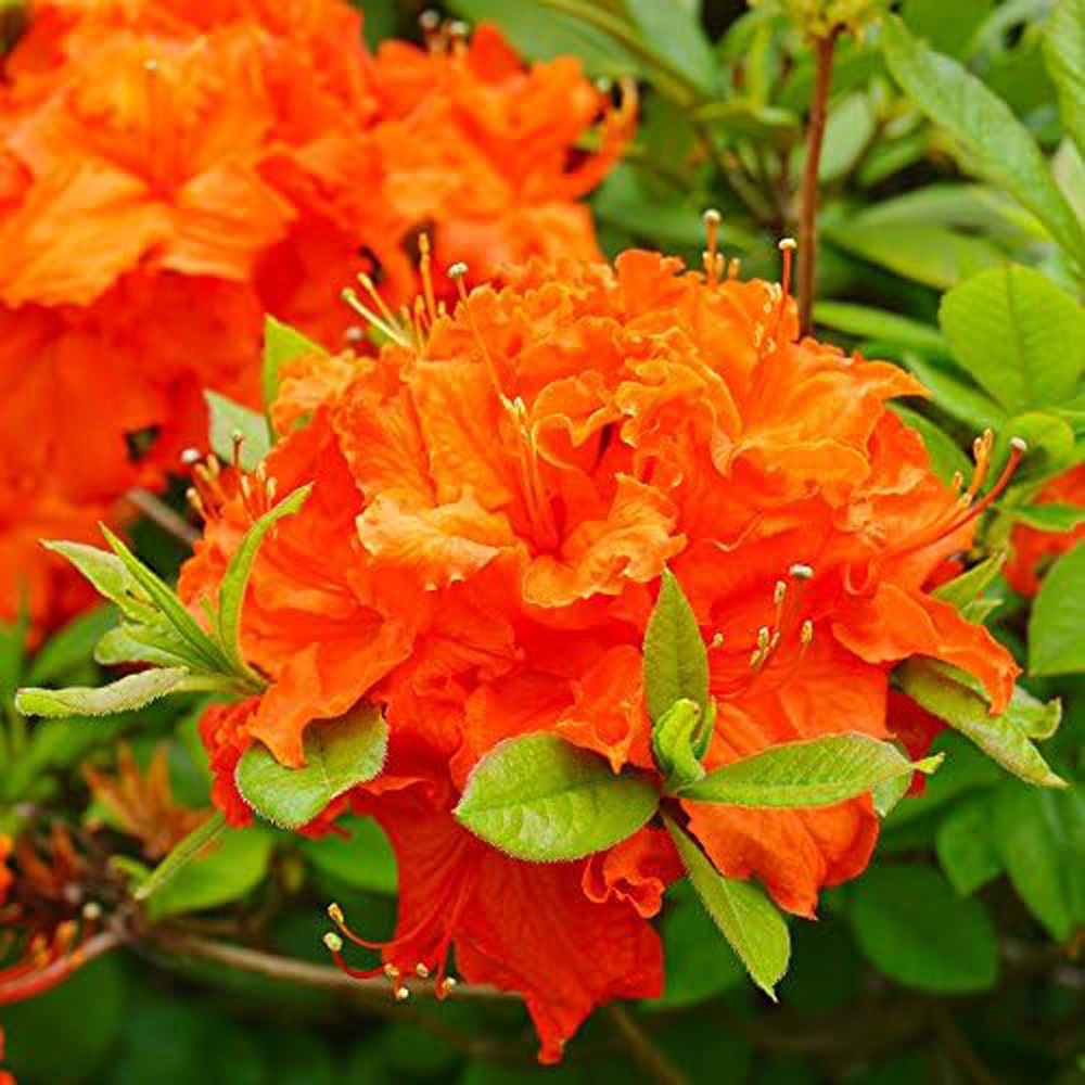 Thompson and Morgan Azalea Dwarf Orange Pot 9cm Image 3