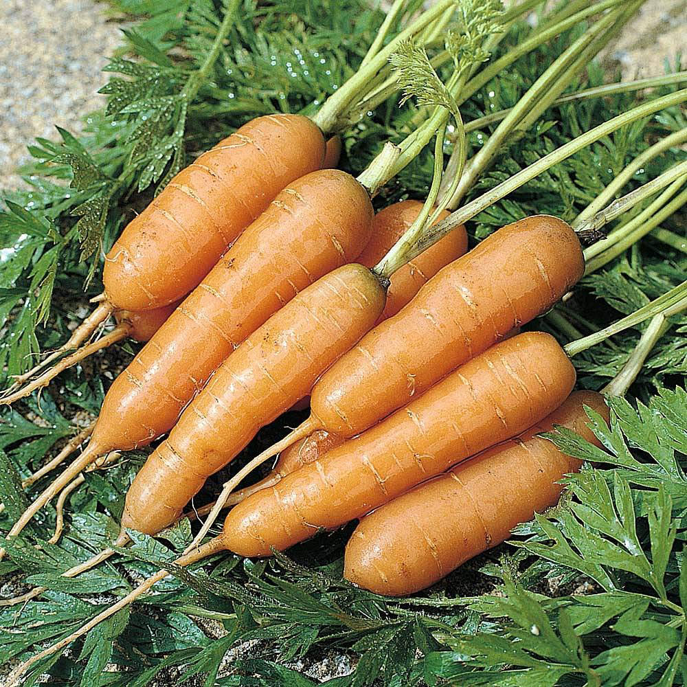 Thompson & Morgan Carrot Adelaide F1 Hybrid Seeds Image 2