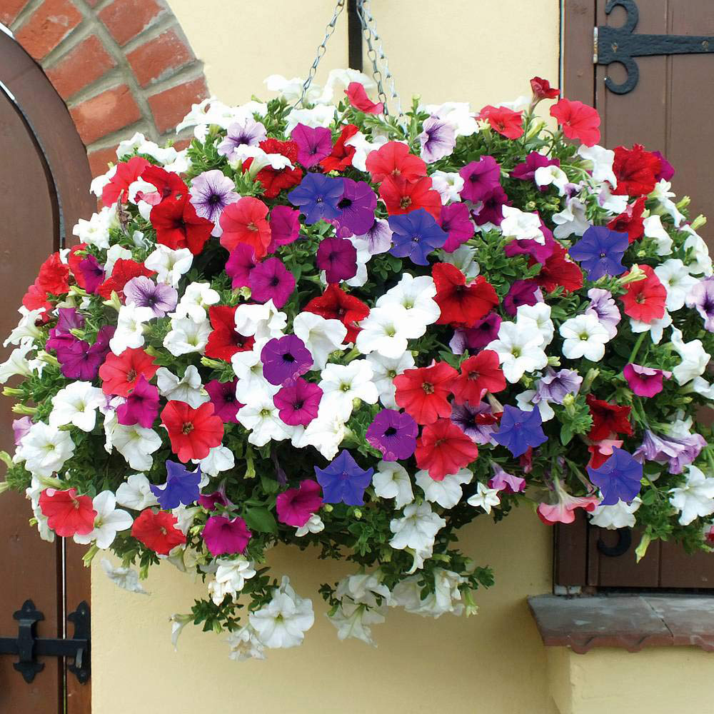 Thompson and Morgan Petunia Surfinia Preplanted Hanging Basket 25cm 2 Pack Image 2
