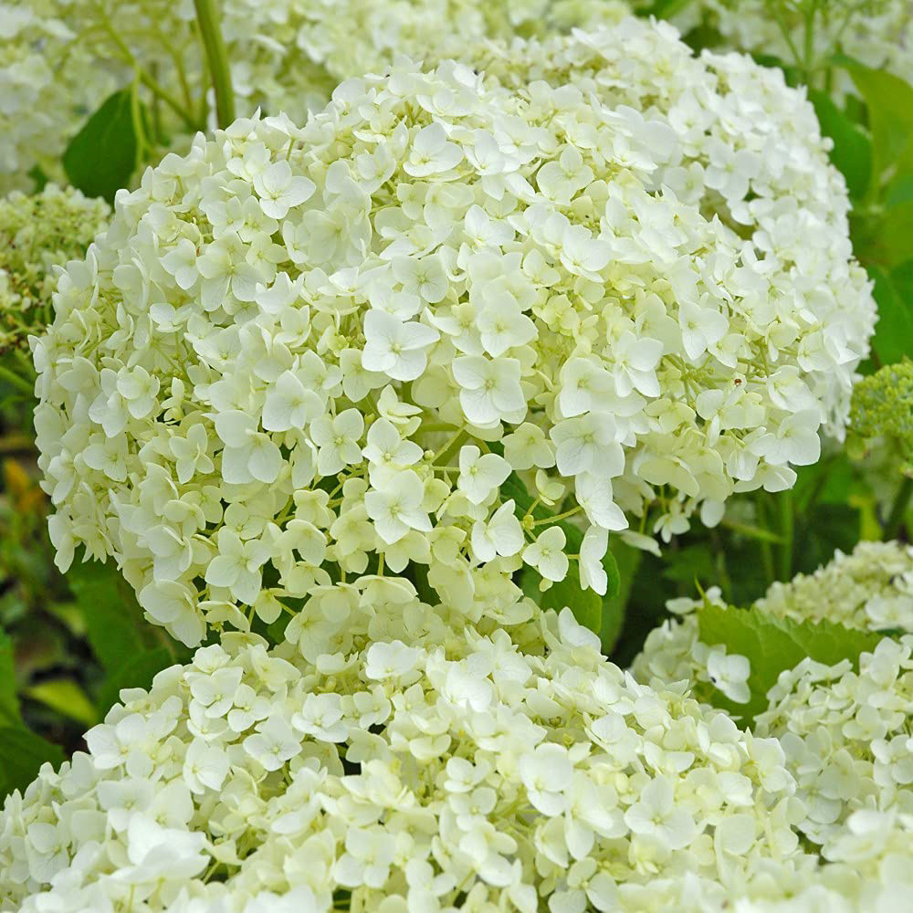 Thompson & Morgan Hydrangea Arborescens Annabelle Plant Pot 9cm 2 Pack Image 3