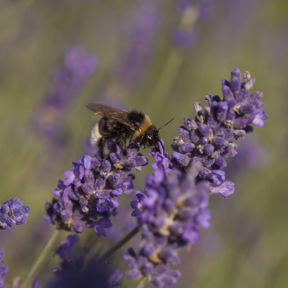 YouGarden Standard Lavender Munstead Plant Pot Image 2