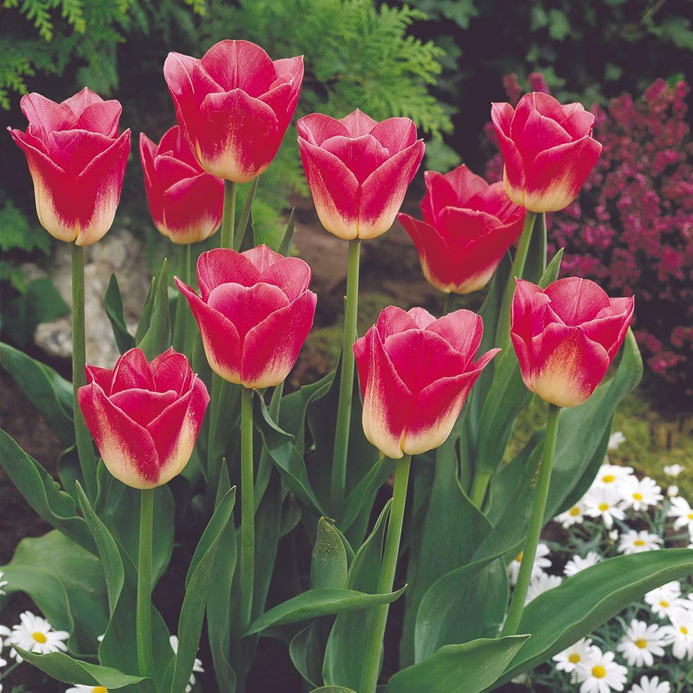Thompson and Morgan Tulip Dynasty Planting Bulb 10 Pack Image 2