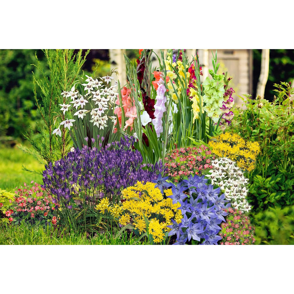 Thompson & Morgan Summer Flowering Planting Bulb 100 Pack Image 7