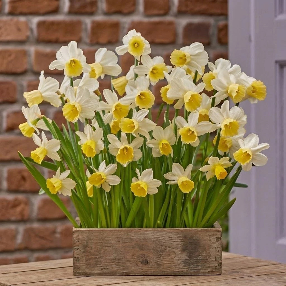 Thompson and Morgan Daffodil Josina Elisabeth Planting Bulb 32 Pack Image 2