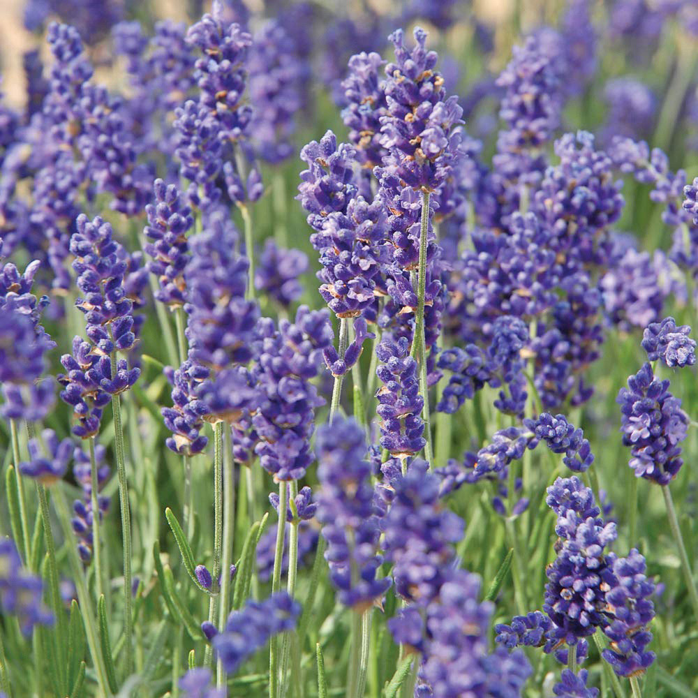 Thompson and Morgan Lavender Hidcote Plug Plant 12 Pack Image 2