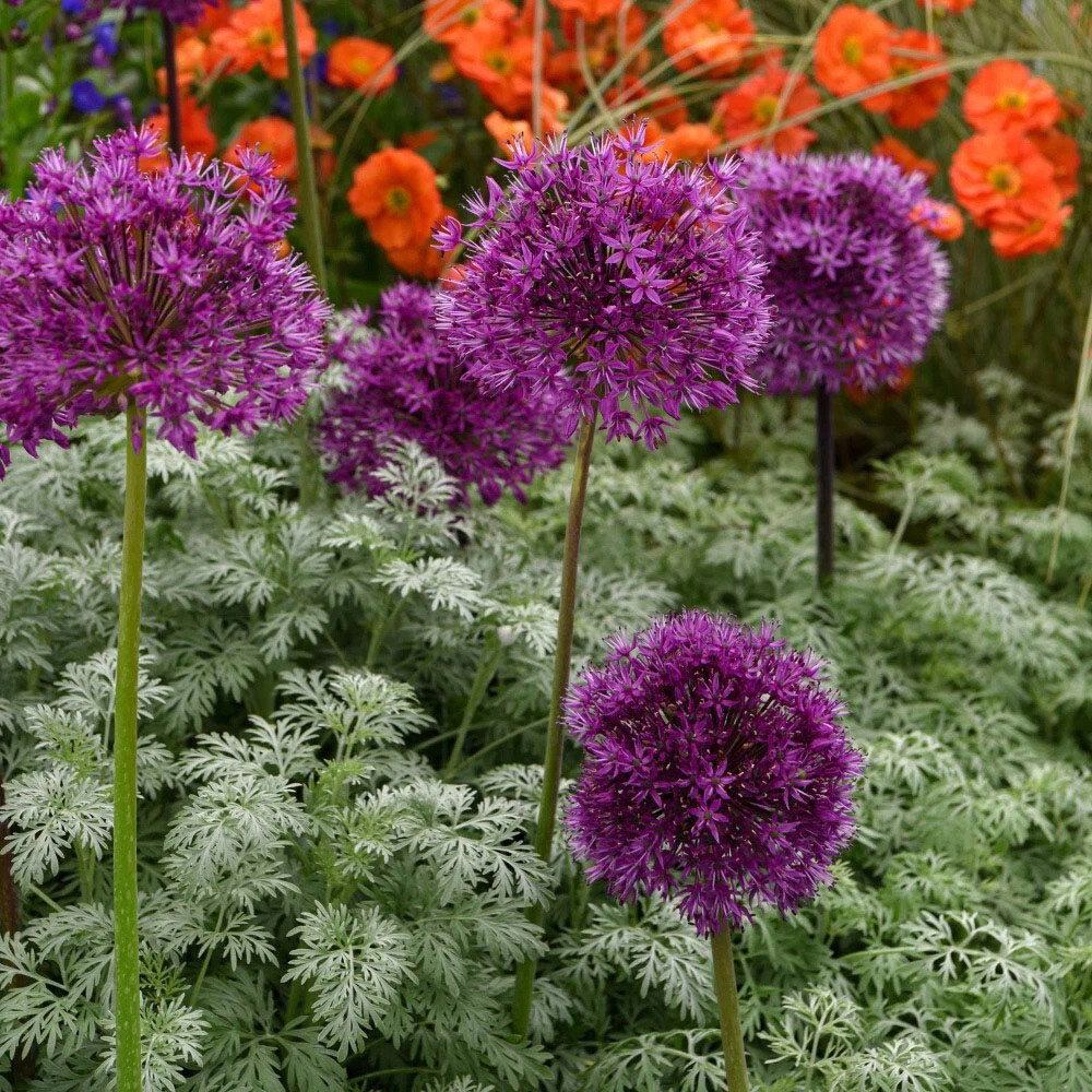Thompson and Morgan Allium Purple Sensation Planting Bulb 32 Pack Image 3