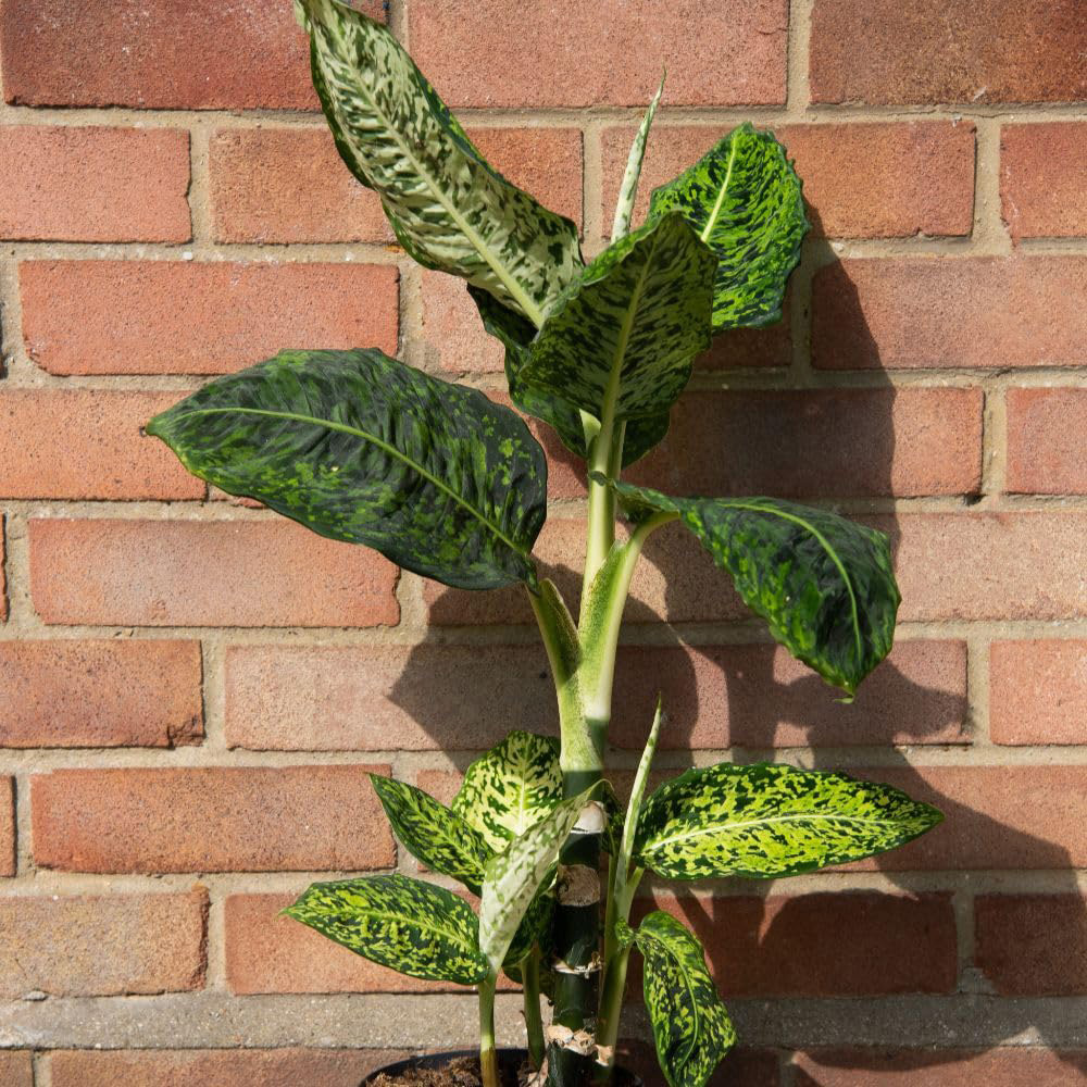 Thompson and Morgan Dieffenbachia Maculata Reflector Plant Pot 17cm 2 Pack Image 2