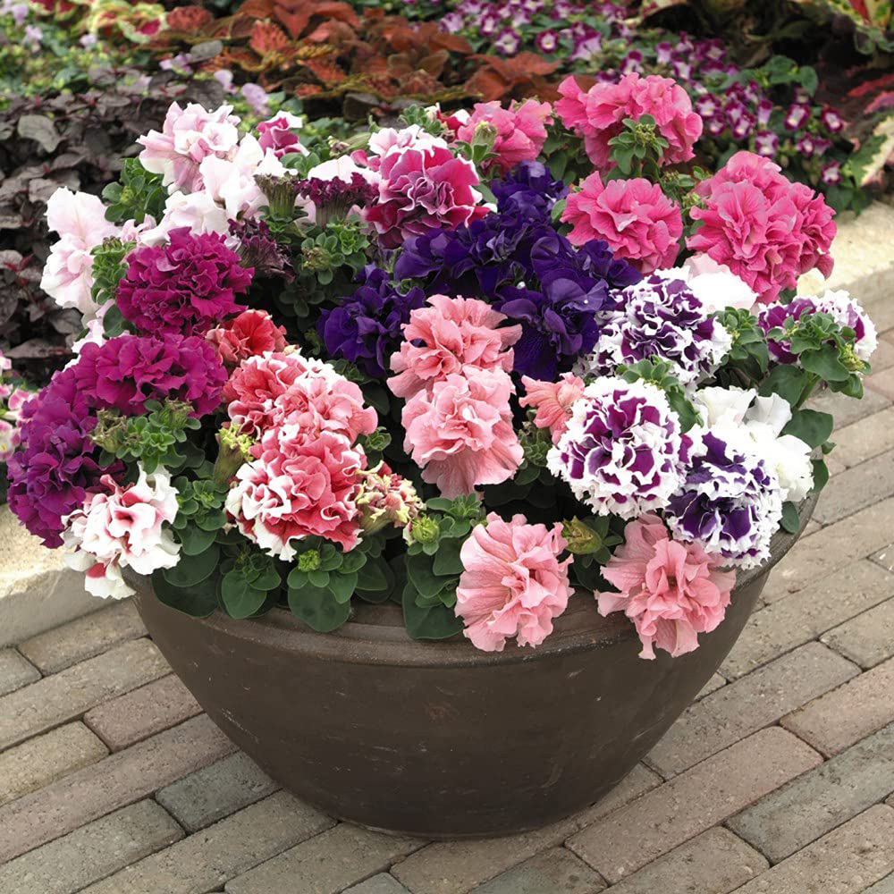Thompson and Morgan Petunia Double Orchid Flower Mixed Plant Plugs 18 Pack Image 2