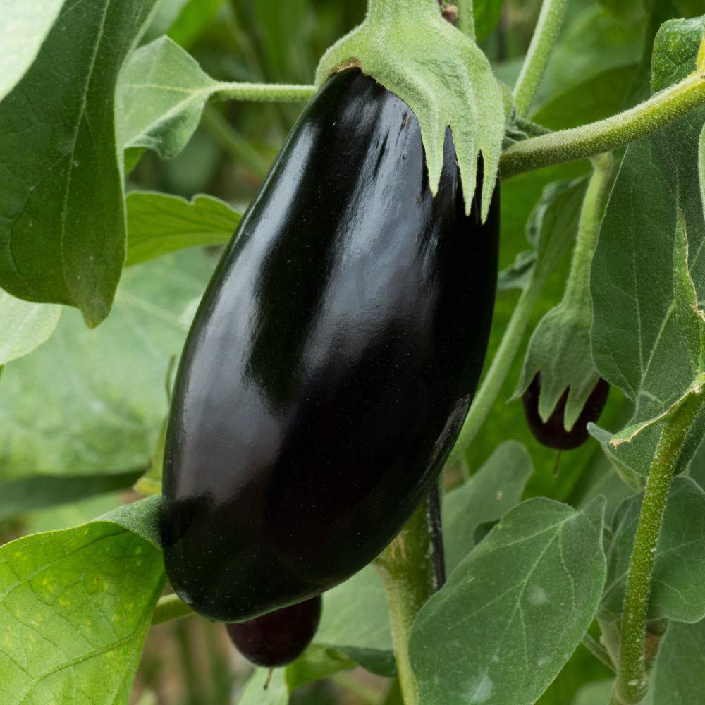 Thompson and Morgan Aubergine Black Beauty 99P Seeds Image