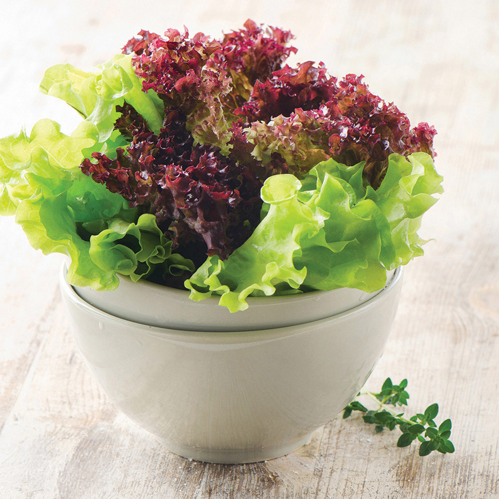 Thompson & Morgan Organic Lettuce Red and Green Salad Bowl Mixed Seeds Image 2