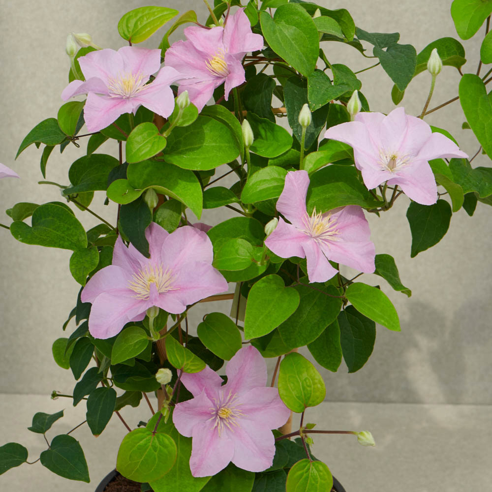YouGarden Boulevard Patio Clematis Collection Plant Pot 3 Pack Image 4