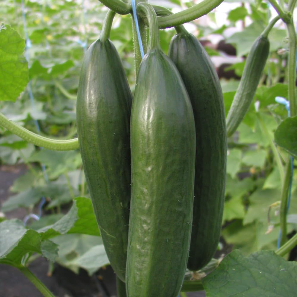 Thompson & Morgan Cucumber Cucumis Sativus Emilie F1 Seeds Image 2
