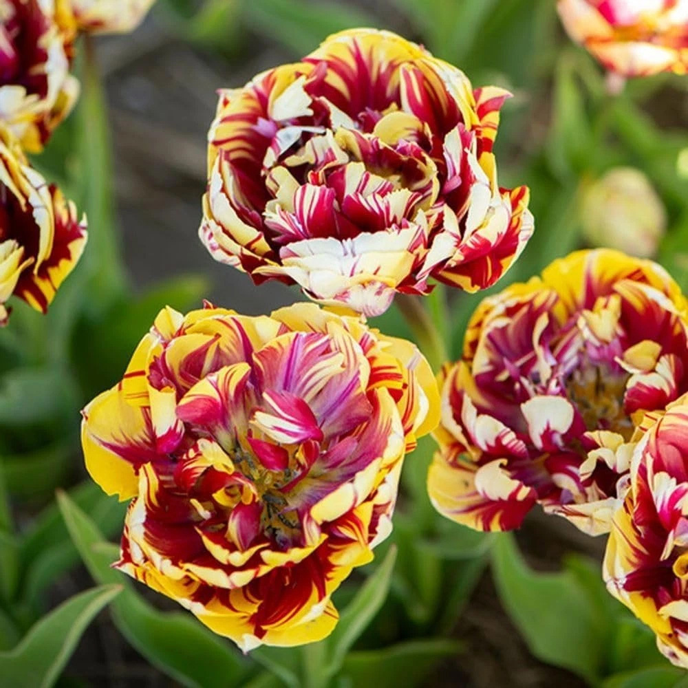 Thompson and Morgan Tulip El Cid Dubbel Red and Golden Yellow Planting Bulb 16 Pack Image 2