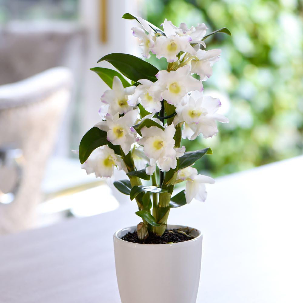 Thompson and Morgan Christmas Gift Orchid Dendrobium Apollon Plant Pot 12cm Image 1
