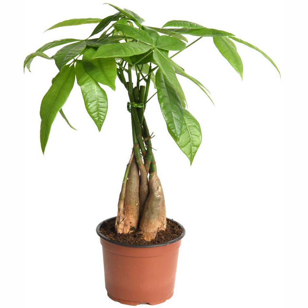 Thompson and Morgan Pachira Aquatica Tree Braided Stem Plant Pot 12cm 2 Pack Image 2