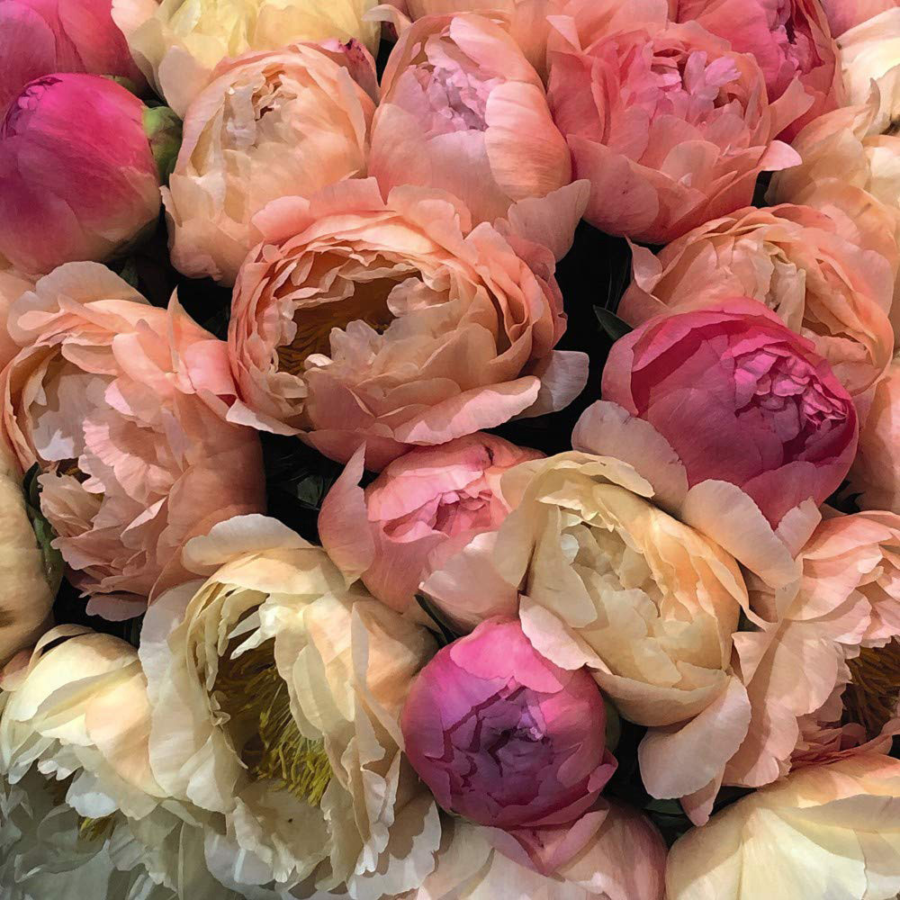 Thompson & Morgan Peony Coral Sunset Bare Root 3 Pack Image 4