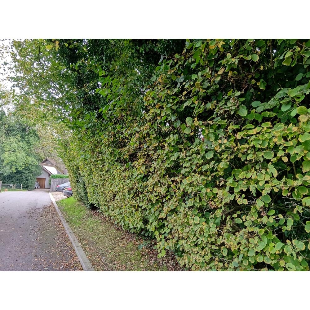 Inspirational Gifting Hazel Bare Root Hedge Plant Saplings 4ft 5 Pack Image 5