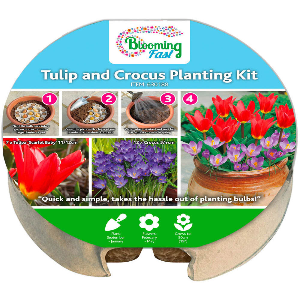 wilko Blooming Fast Tulip and Crocus Pod Mixed Bulb 19 Pack Image 4
