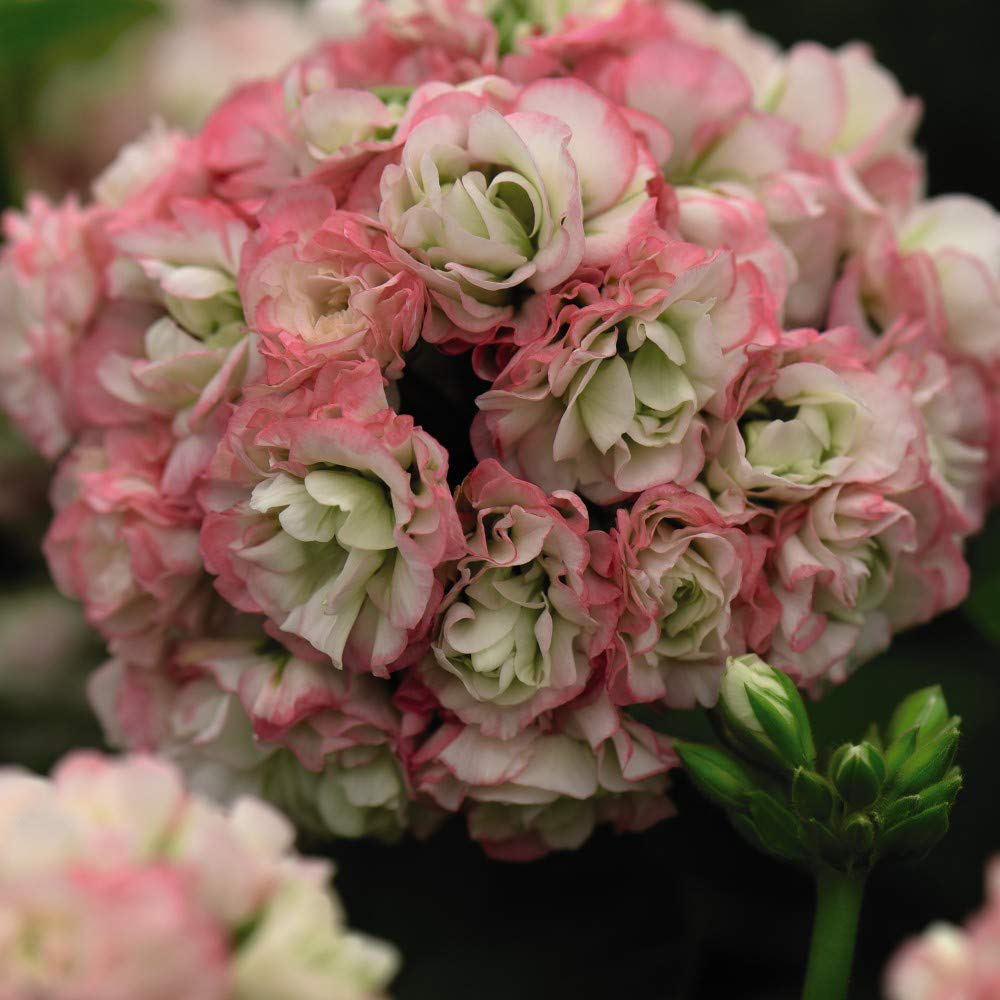 Thompson and Morgan Geranium Zonal Appleblossom Jumbo Plug Plant 5 Pack Image 1