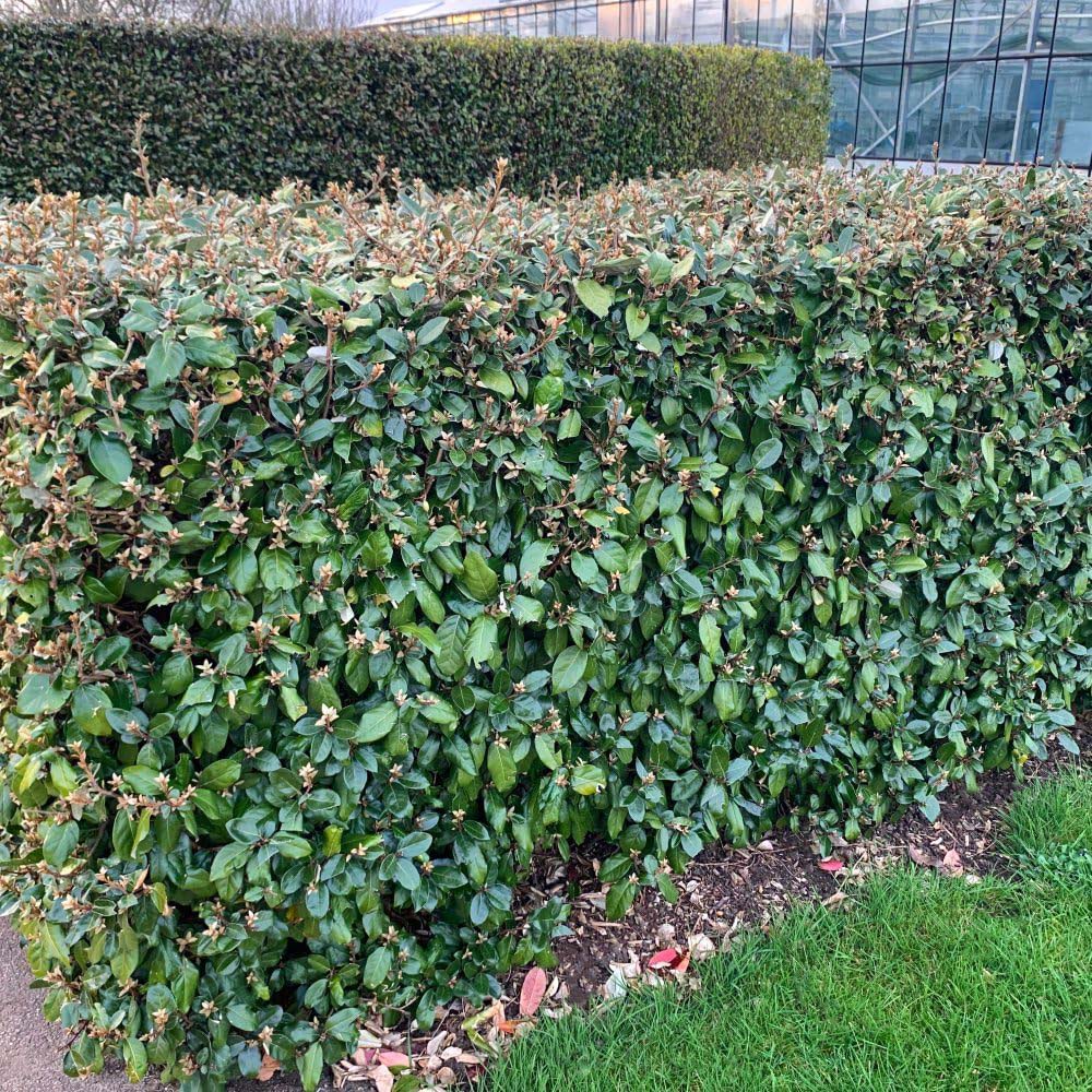 Thompson and Morgan Elaeagnus Ebbingei Plant Pot 35L Image 3