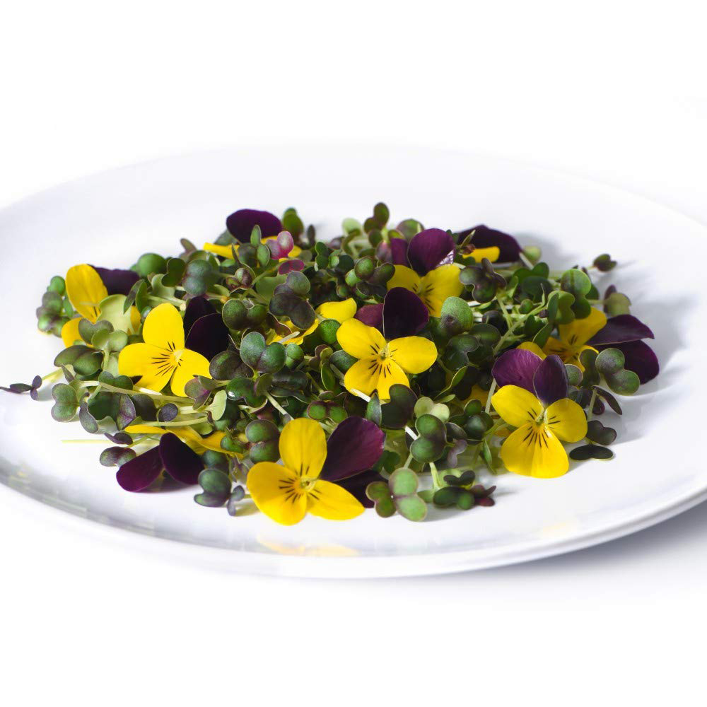 Thompson & Morgan Microgreens Pak Choi Purple Rain F1 Seeds Image 4