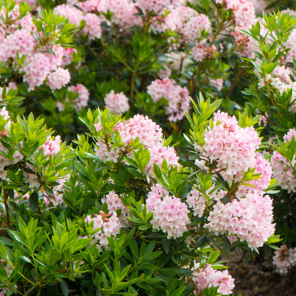 YouGarden Rhododendron Bloombux Light Pink Plant in Pot 3 Pack Image 1