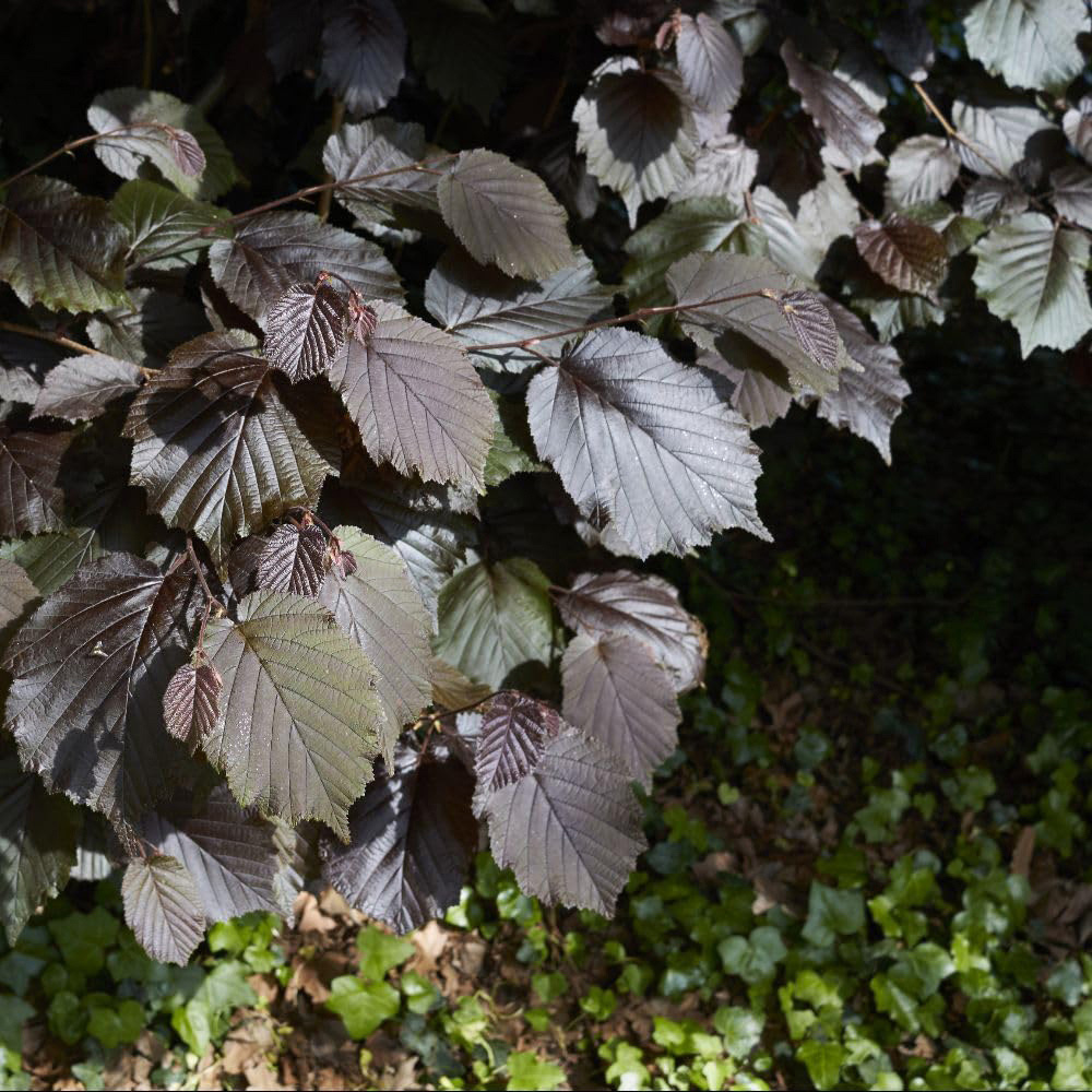 Thompson and Morgan Nut Tree Purple Filbert Bare Root Tree 2 Pack Image 2