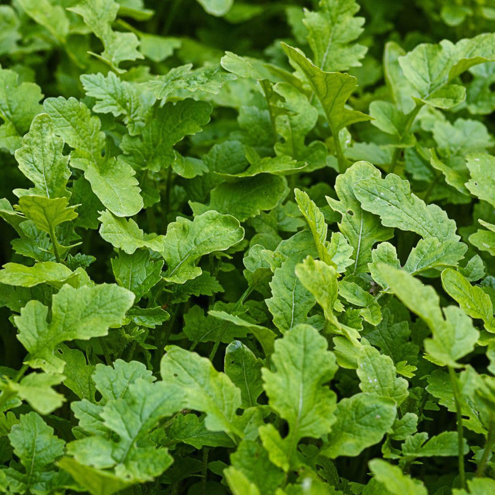 Thompson and Morgan Mustard Autumn Sowing Leaves Seed Packet Image 2