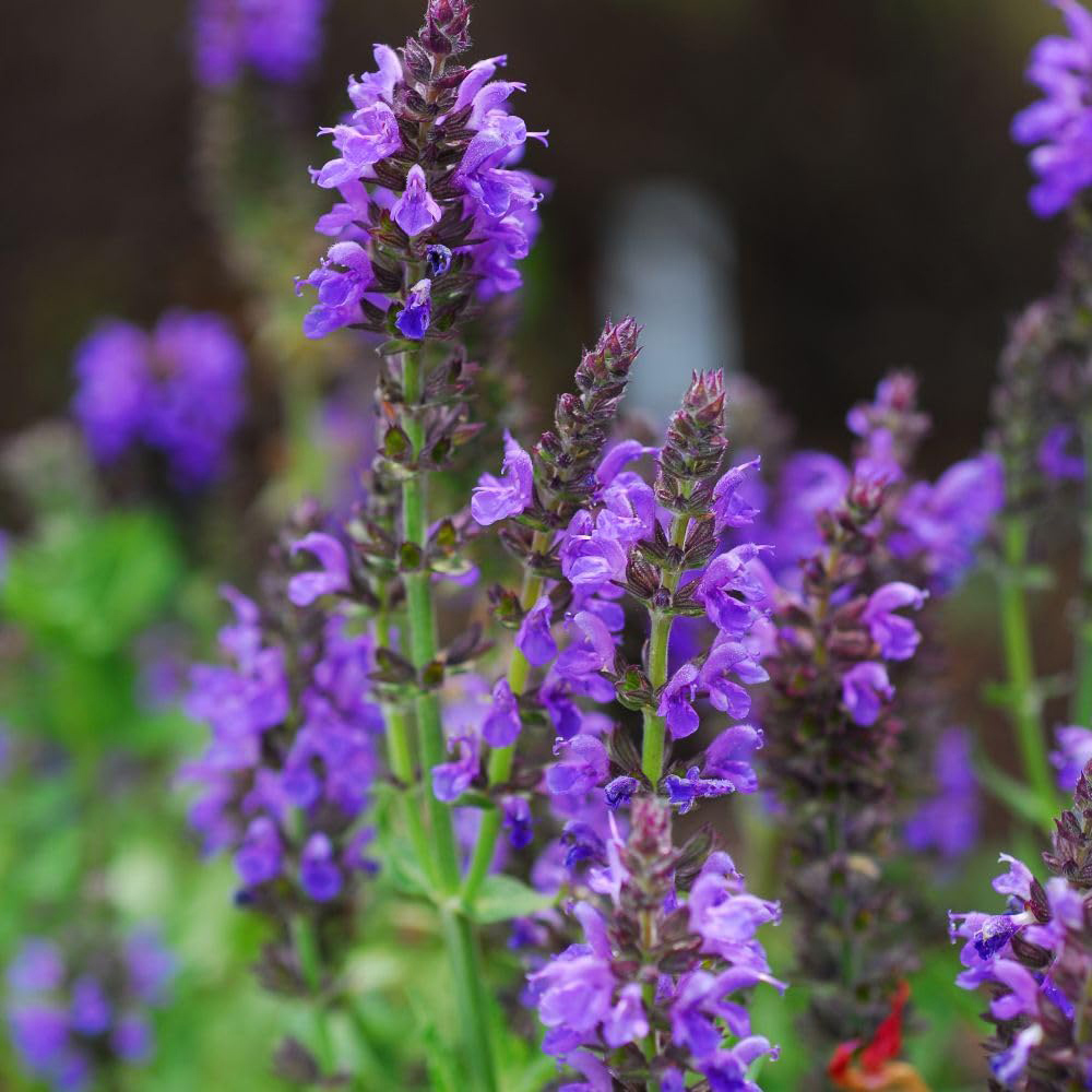 Thompson and Morgan Salvia Nemorosa Marcus Plant Pot 9cm 2 Pack Image 1