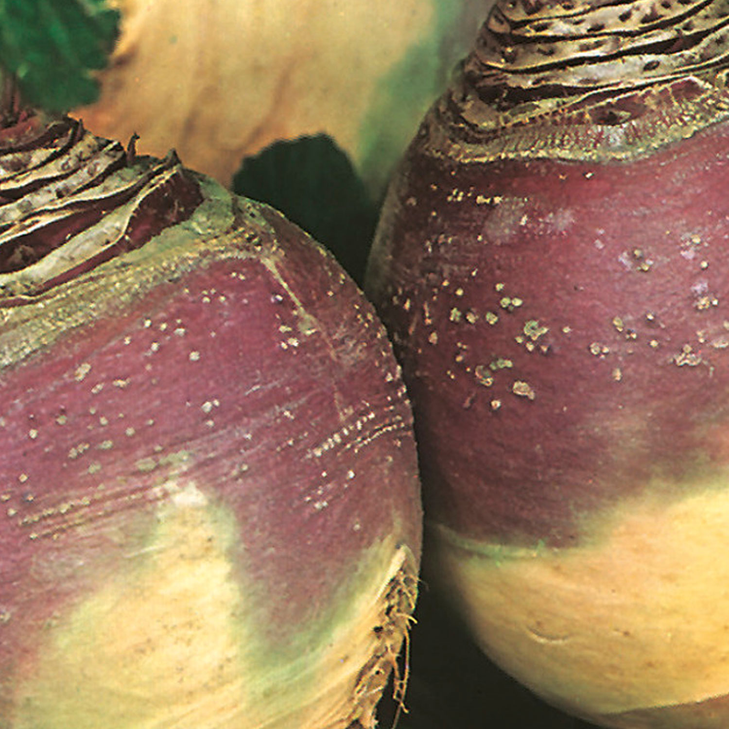 Johnsons Swede Helenor Seeds Image 1