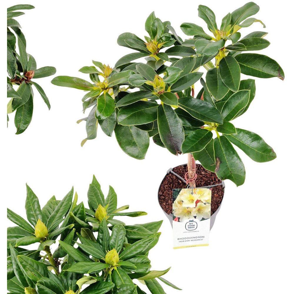 Rhododendron on Stem Plant Image 5