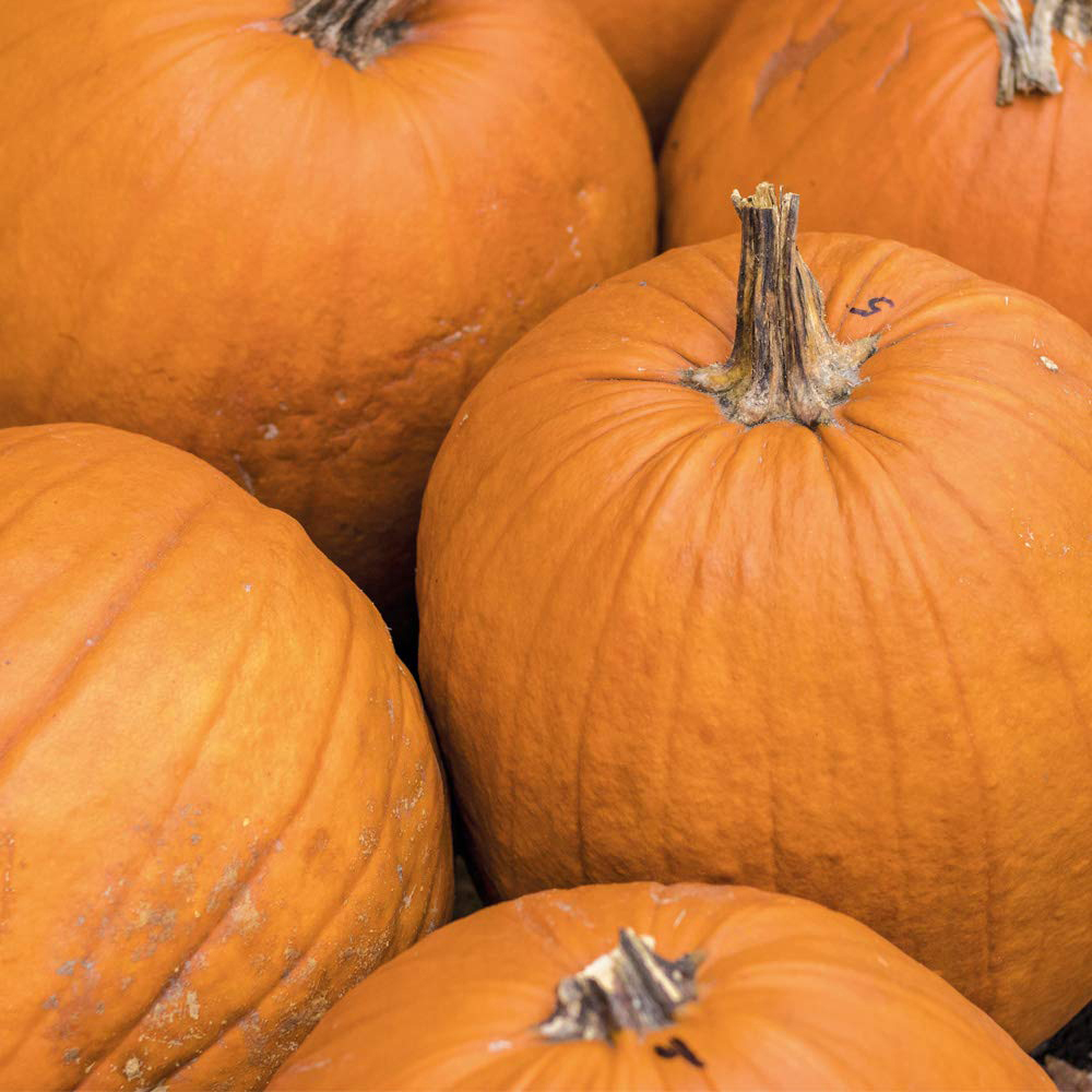 Thompson and Morgan Pumpkin Jack Of All Trades F1 Seeds Image 2