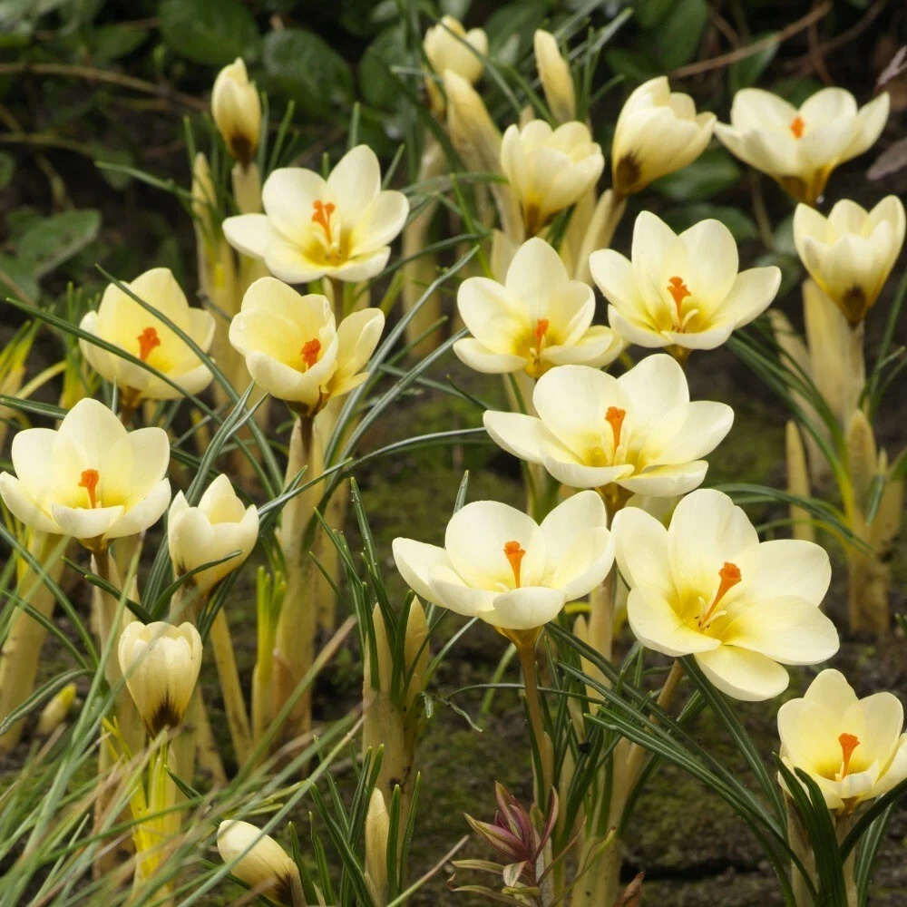 Thompson and Morgan Crocus Cream Beauty Planting Bulb 40 Pack Image 2
