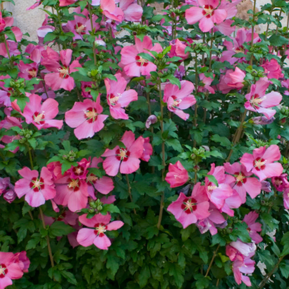 YouGarden Hibiscus Mini Standard Woodbridge Plant Pot 15cm 2 Pack Image 2