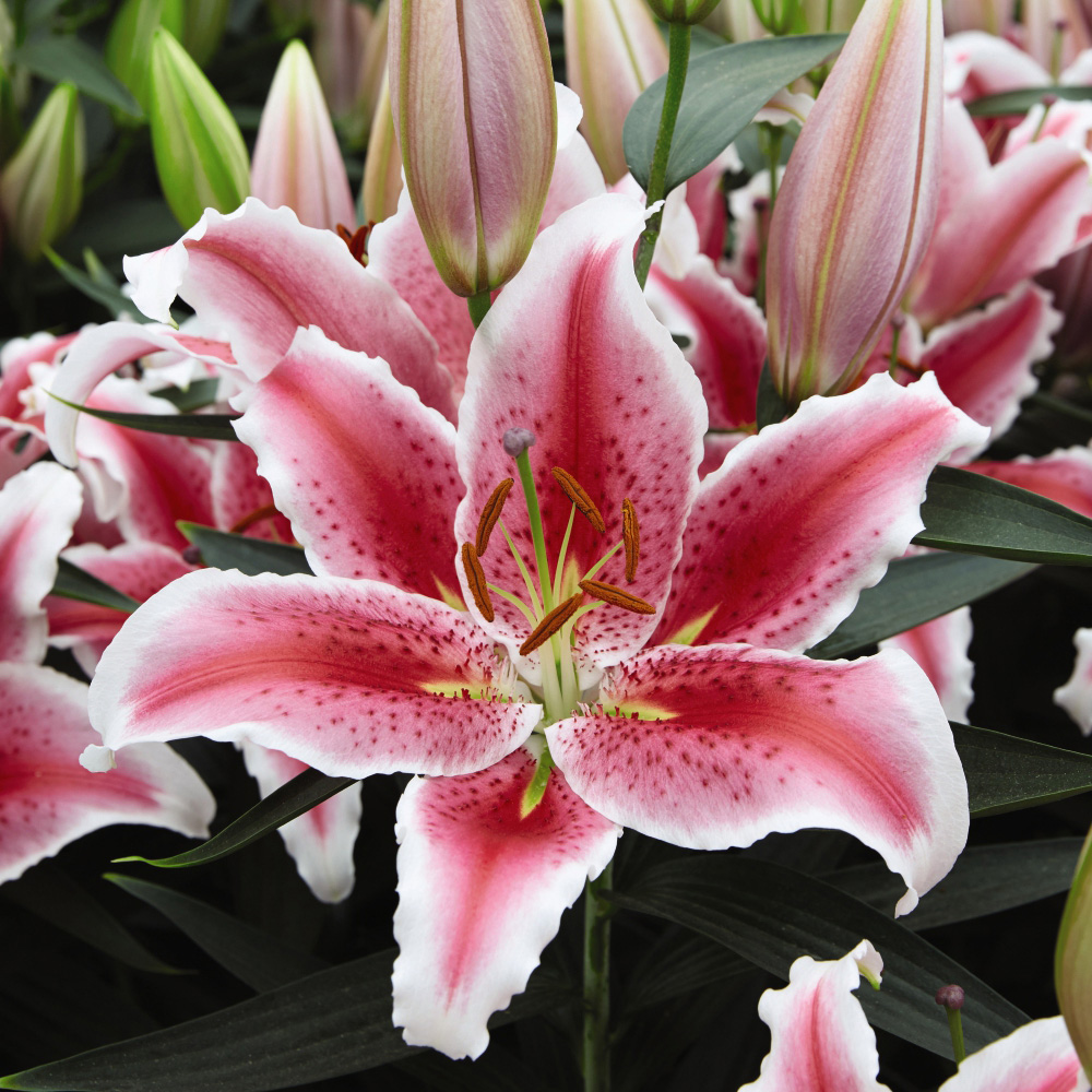 Thompson and Morgan Lily Tasman Planting Bulb 5 Pack Image 1