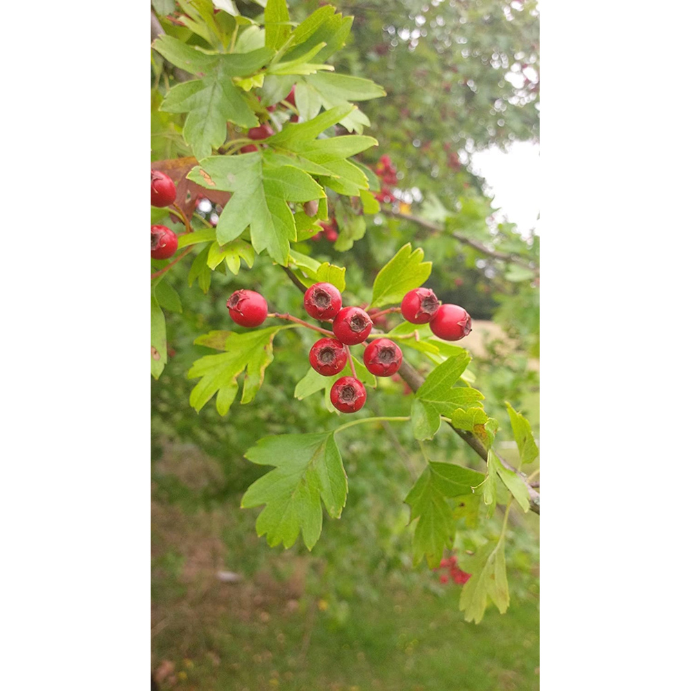 Inspirational Gifting Hawthorn Bare Root Hedge Plant Sapling 30-60cm 5 Pack Image 5
