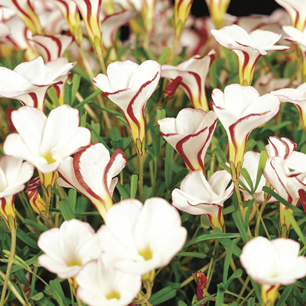 wilko Candy Cane Sorrel Oxalis Versicolour Planting Bulb 10 Pack Image 1