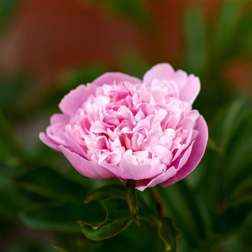 Thompson and Morgan Peony Sarah Bernhardt Tuber 2 Pack Image 3