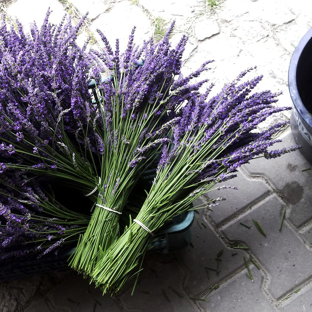 Thompson and Morgan Lavender Phenomenal Plant Pot 9cm 6 Pack Image 4