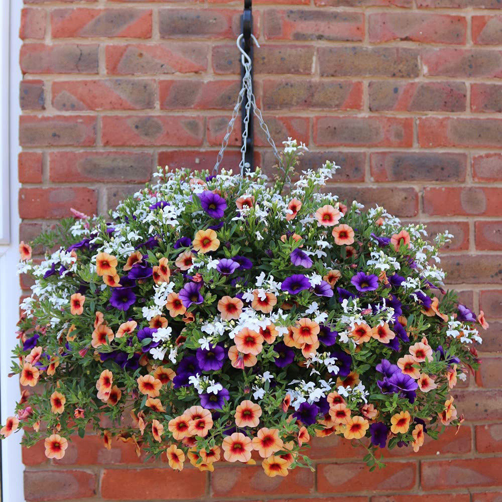 Thompson and Morgan Fruit Salad Preplanted Hanging Basket 25cm 2 Pack Image 2