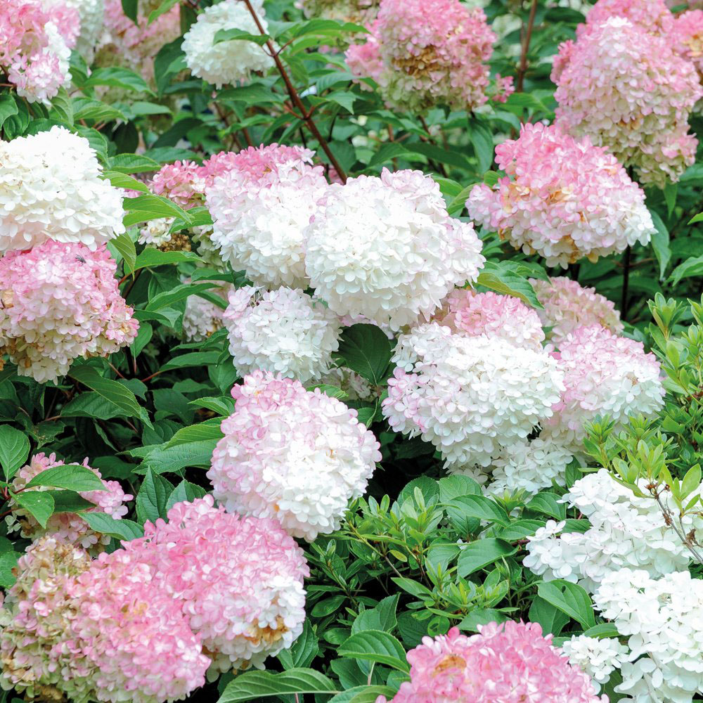 Thompson and Morgan Hydrangea Vanilla Fraise Plant Pot 8cm 2 Pack Image 5