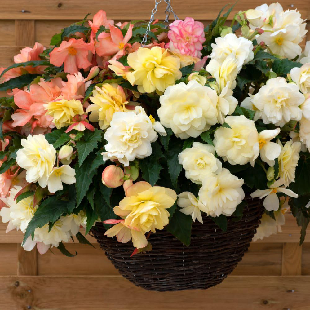Thompson and Morgan Begonia Nonstop Joy Peaches and Dreams Garden Ready Plant 30 Pack Image 2