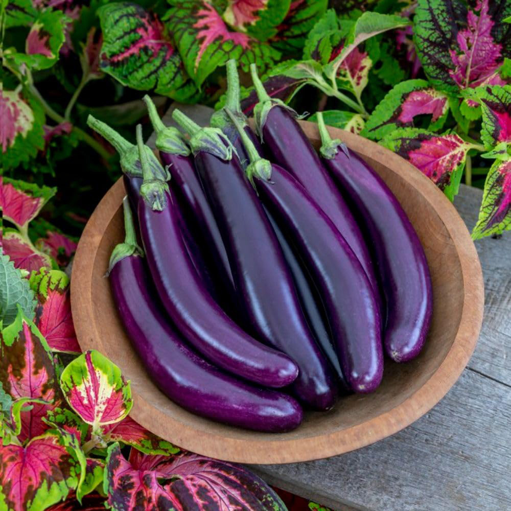 Thompson & Morgan Aubergine Violet Knight F1 Seeds Image 2