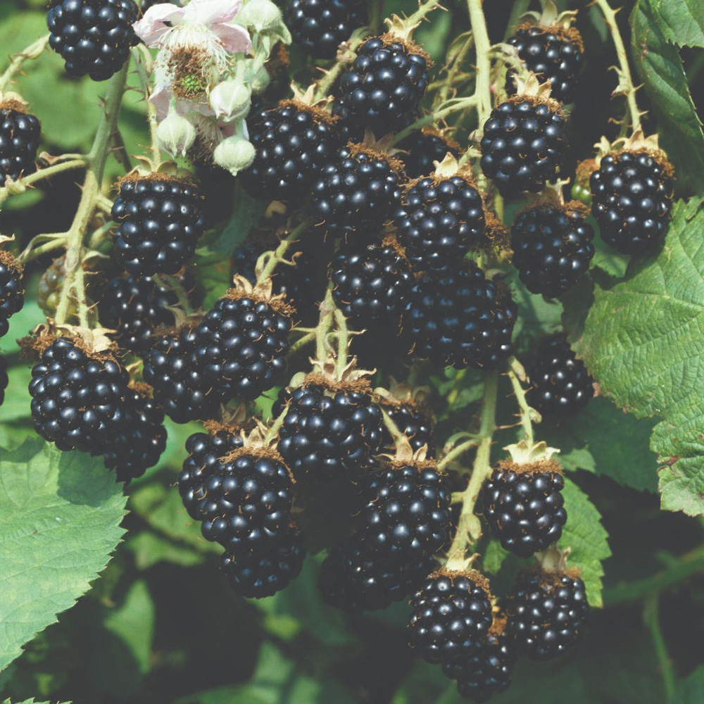 Thompson and Morgan Blackberry Loch Ness Potted Plant 9cm 3 Pack Image 2