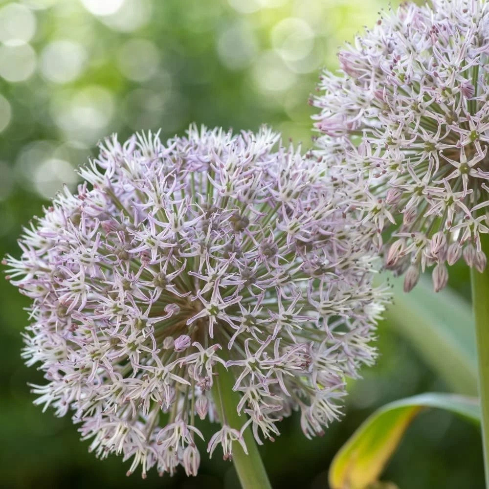 Thompson and Morgan Flowering Collection Spring Planting Bulb 200 Pack Image 4